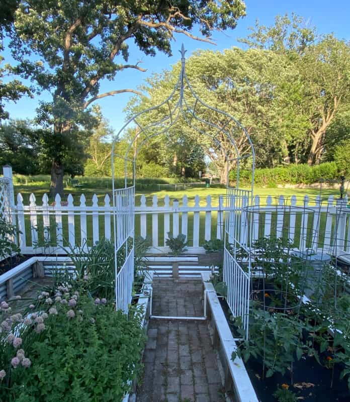 Vegetable Garden with Plants in early June. There is a very pretty arch arbor between two raised beds
