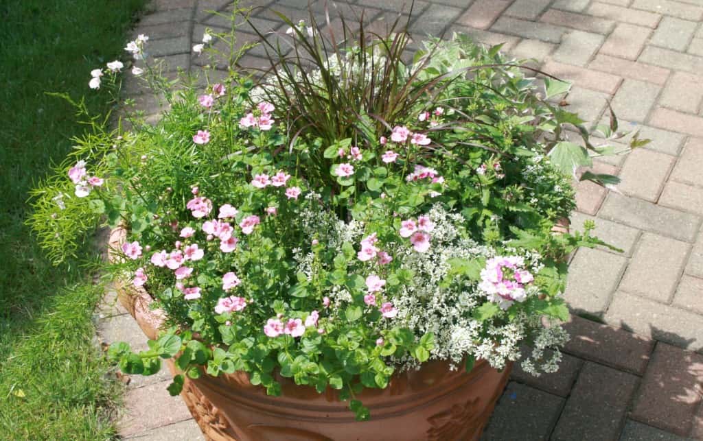 A large terracotta planter filled with various green plants and blooming pink and white flowers, placed on a paved patio next to a patch of grass.