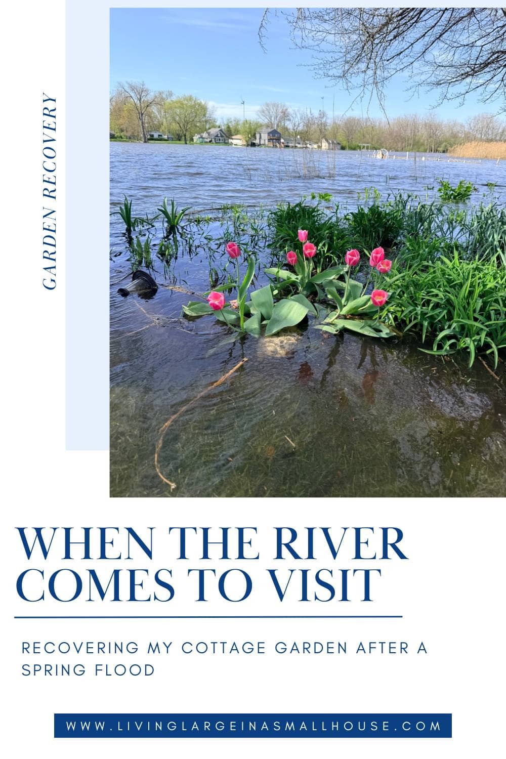 Pink tulips partially submerged in water near a riverbank, with trees and a blue sky in the background. Text overlay covers garden recovery after flooding and provides a website link for more tips.