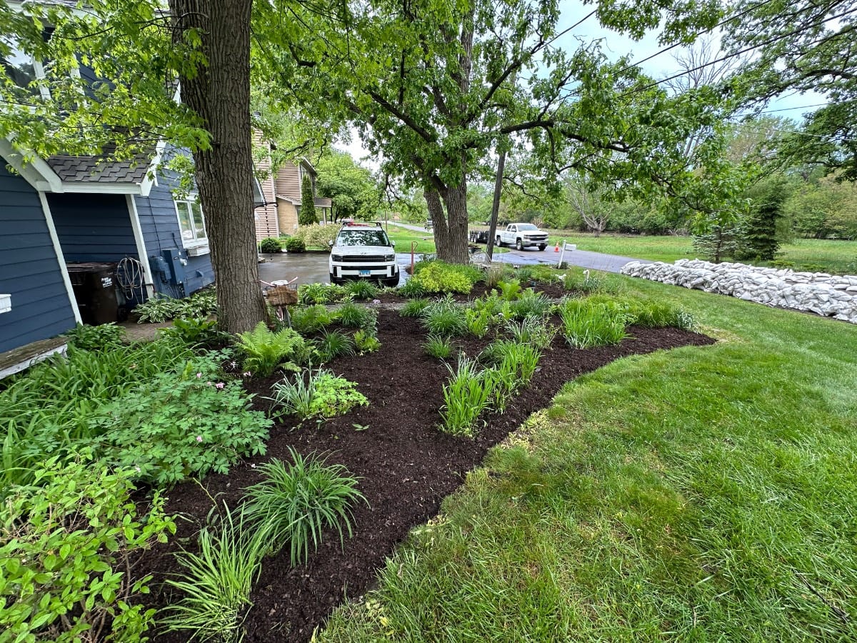 A landscaped garden bed, part of a garden recovery after flooding, features fresh mulch, green plants, and small shrubs beside a blue house under large trees. A white truck is parked in the driveway, and another is near a road lined with white bags.