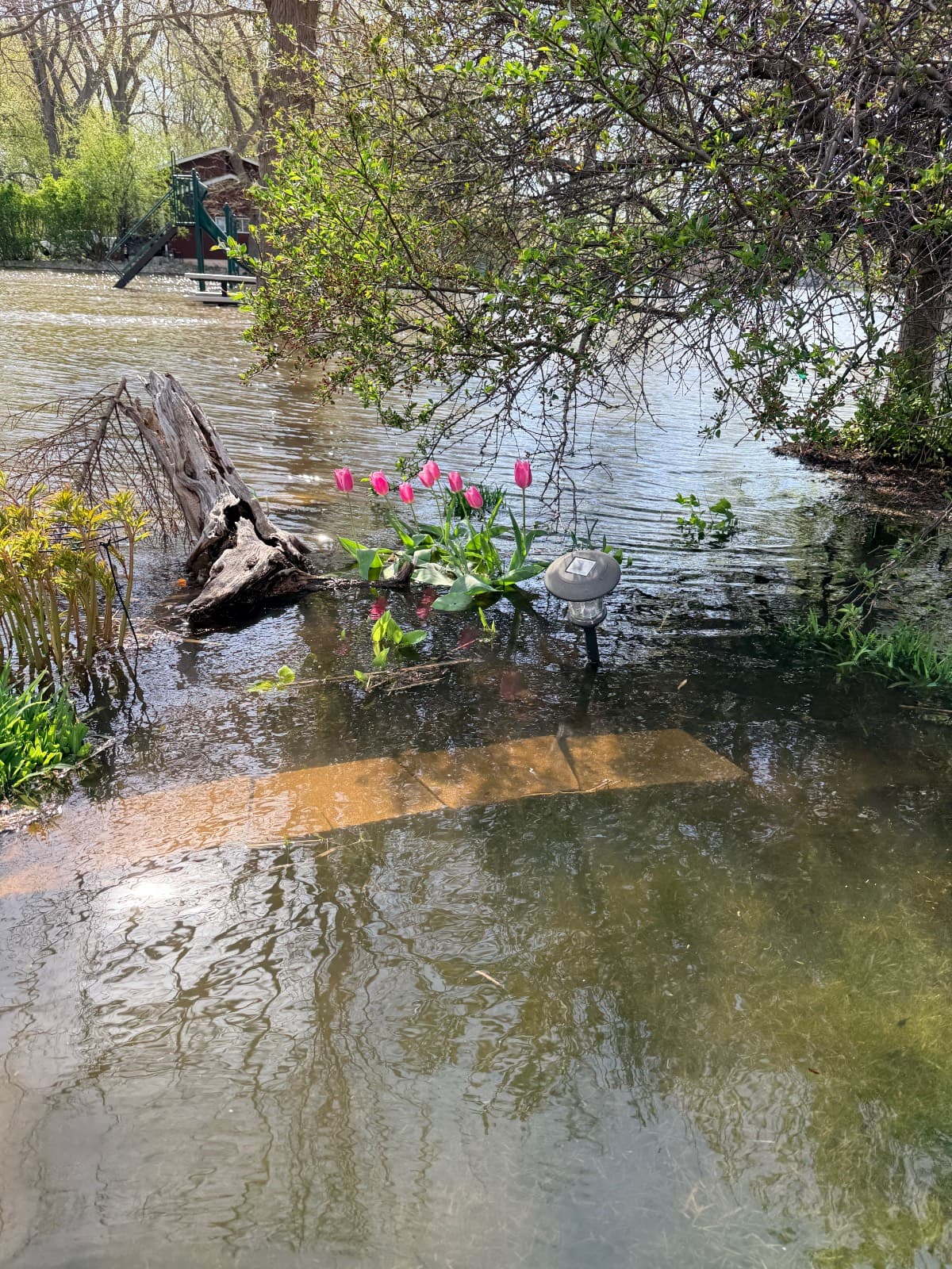 Flooded garden with water covering the ground. Pink tulips and a solar garden light stand in the water, surrounded by plants and submerged wooden planks, as if And The River Rises. A tree and playground equipment appear in the background.