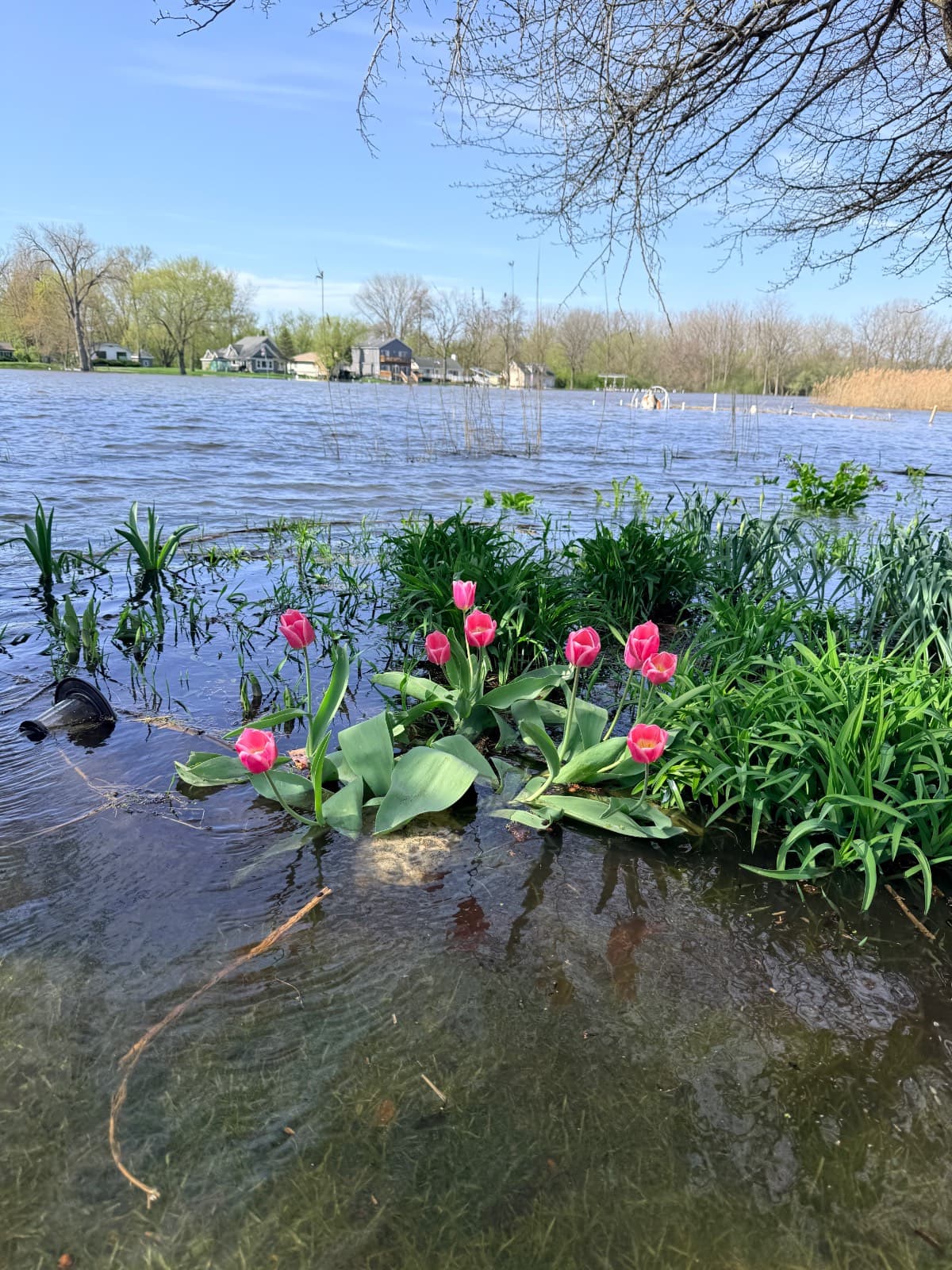 Pink tulips grow among green plants at the edge of a flooded area, hinting at garden recovery after flooding. Water partially submerges stems, while trees, grass, and houses are visible in the background beneath a clear blue sky.