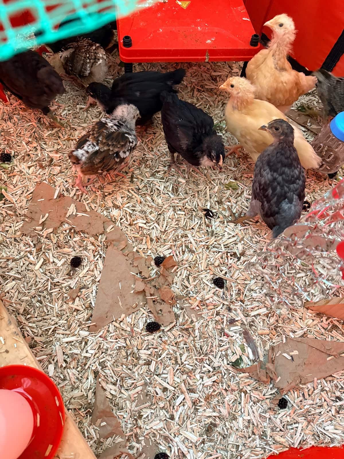 Several young chickens of different colors stand on wood shavings inside a pen with red plastic panels, as if awaiting a new day. Food and water containers line the edges, while curiosity stirs—And The River Rises just beyond their world.