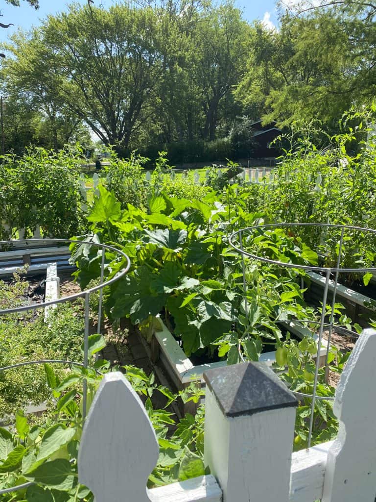 Veggie Garden