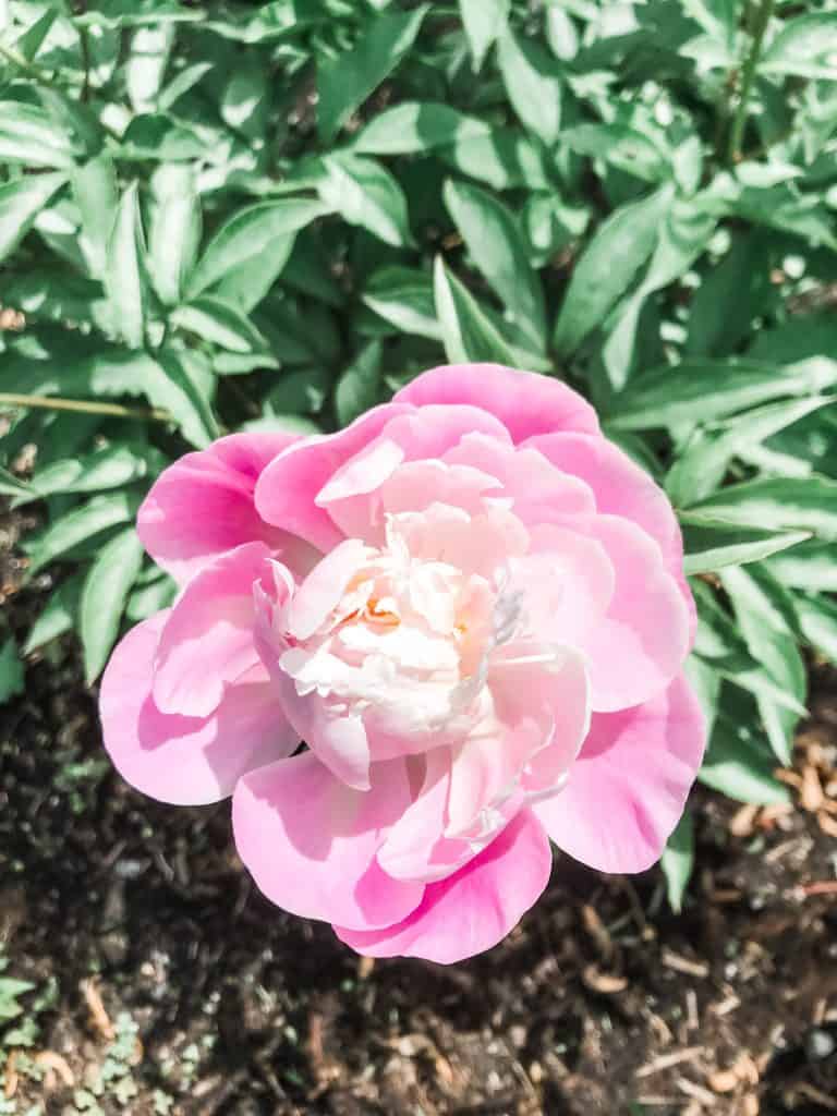 Pink Peonies from my garden that make me happy in my quiet life