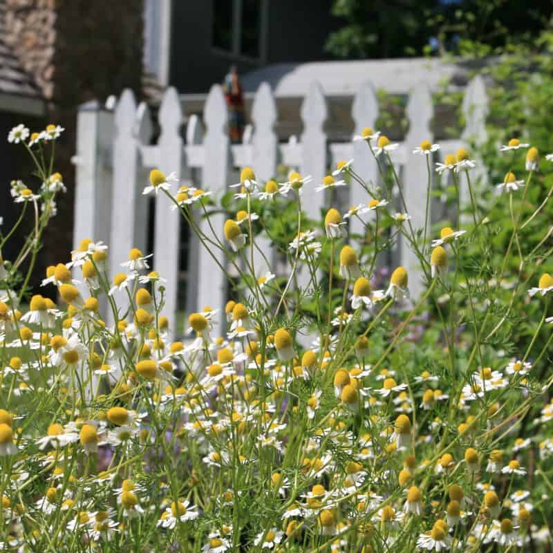 How to Design a Cutting Garden?  Living Large In A Small House