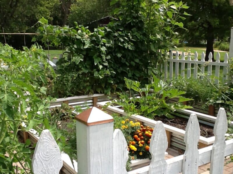 a picture of my vegetable garden. On mothers day I like to garden