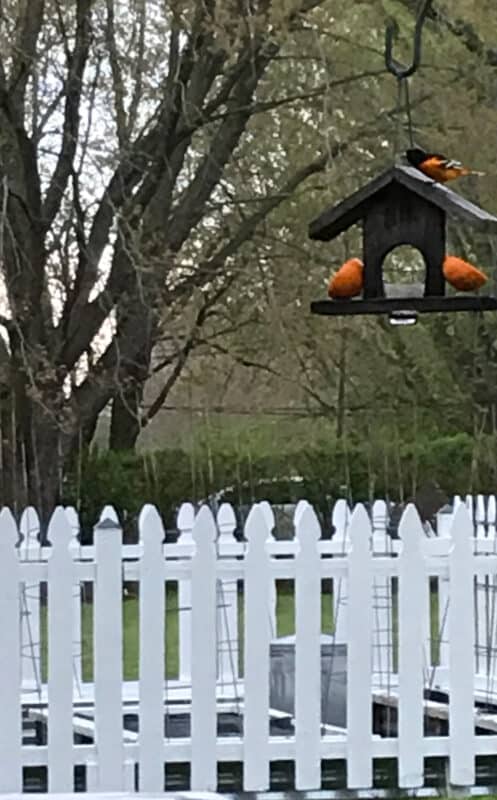 Oriole Feeder