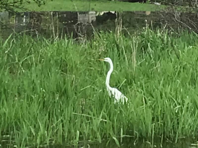 White Heron