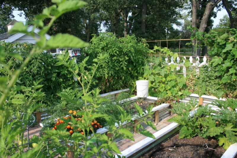 Vegetable Garden