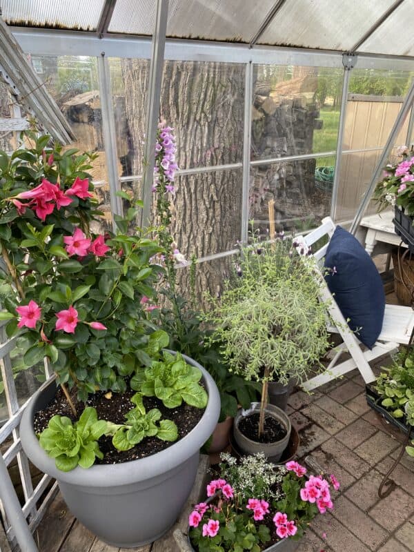 This is a picture of more flowers in my greenhouse ready to plant