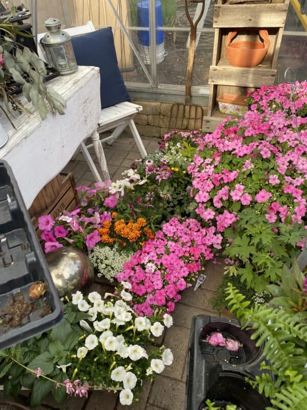 Picture of my greenhouse filled with annuals from the nursery waiting to be planted in the garden