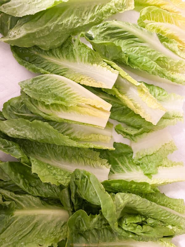 Washed and drying romaine lettuce