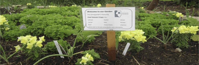 This is a picture of a community vegetable garden 