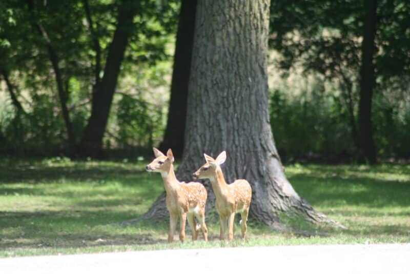 Deer Family