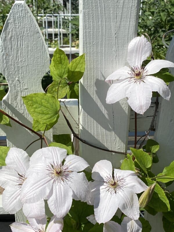 White Clematis Flowers in the Garden