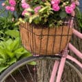 Vintage Pink Bike with flower basket on front handle bars filled with pink double impatiens