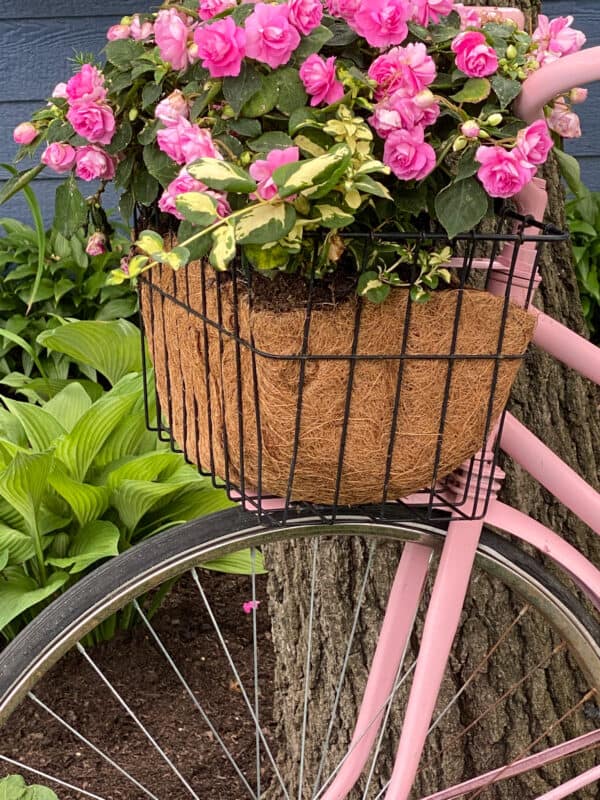 Vintage Pink Bike with flower basket on front handle bars filled with pink double impatiens