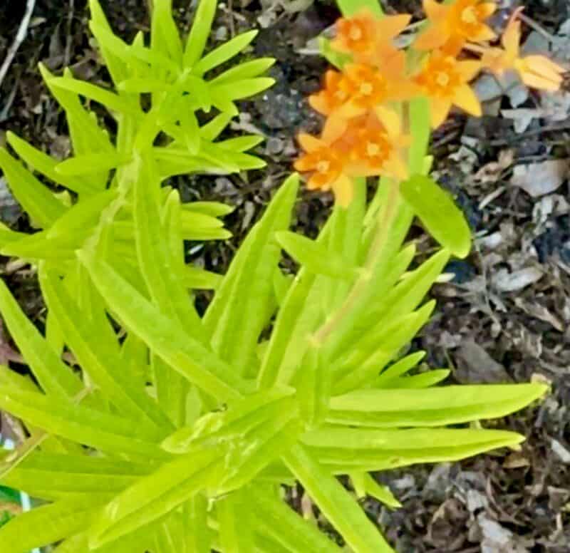 Butterfly Weed