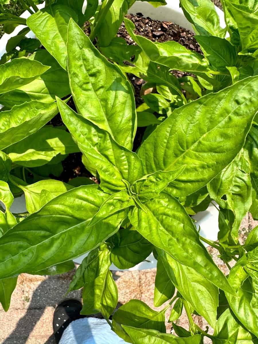 picture of geneovsa basil