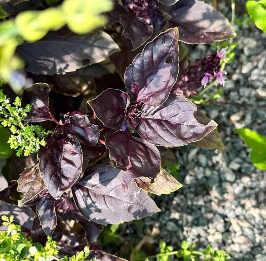 picture of purple basil