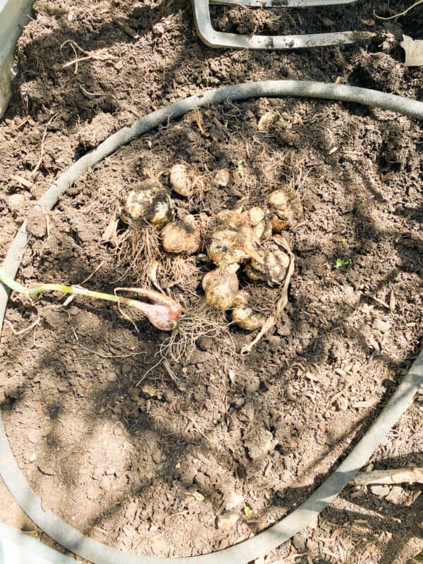 Garlic Harvest