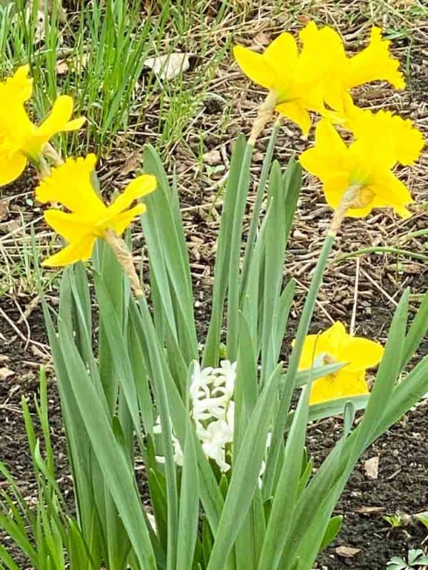 Daffodils