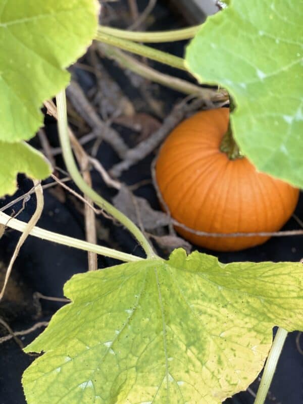 Sweet little orange pumpkins  growing in my vegetable garden