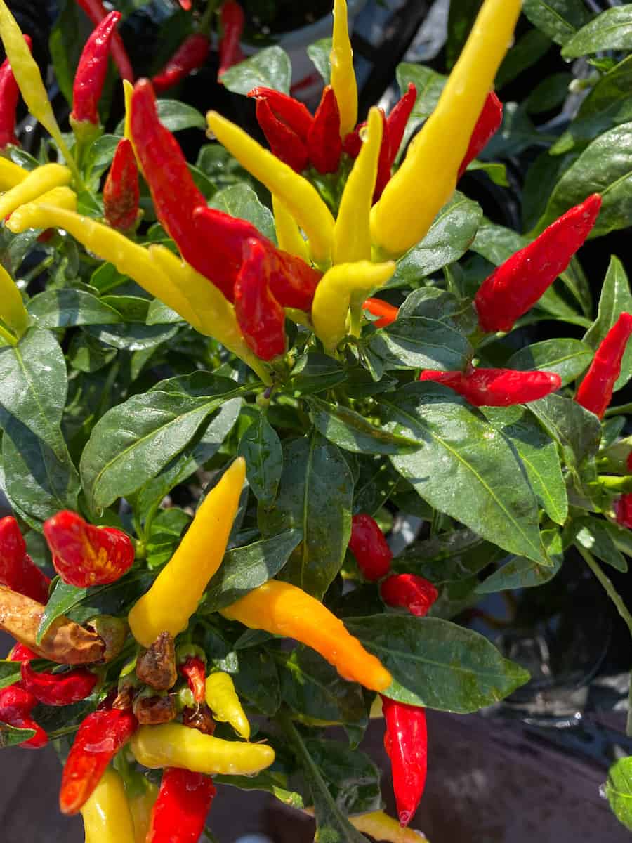 These yellow and red pepper plants are available at my local nursery