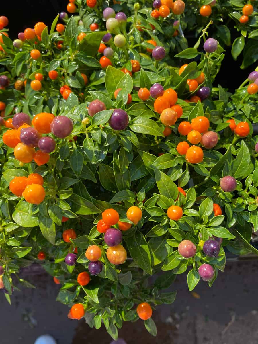Orange and yellow Berrys on a green plant at my local nursery