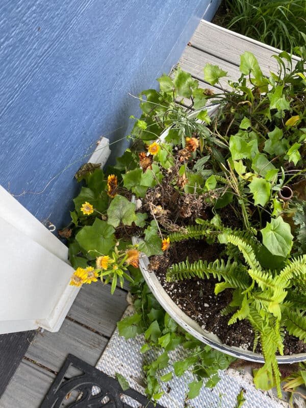 picture of the pots on my porch that need to be refreshed for fall. This picture is all the plants that are dying back from summer