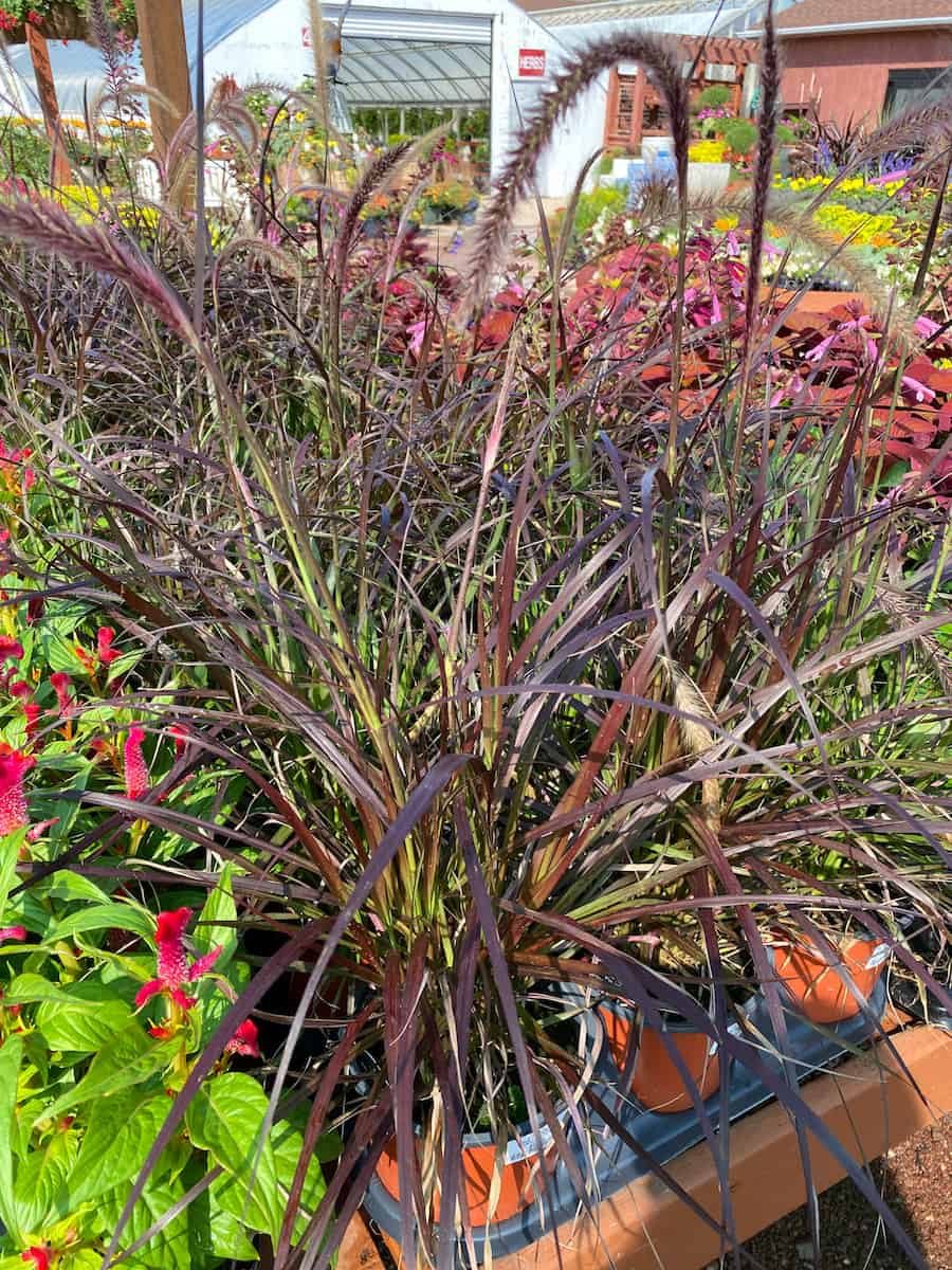 Fall grasses and plants at my local nursery