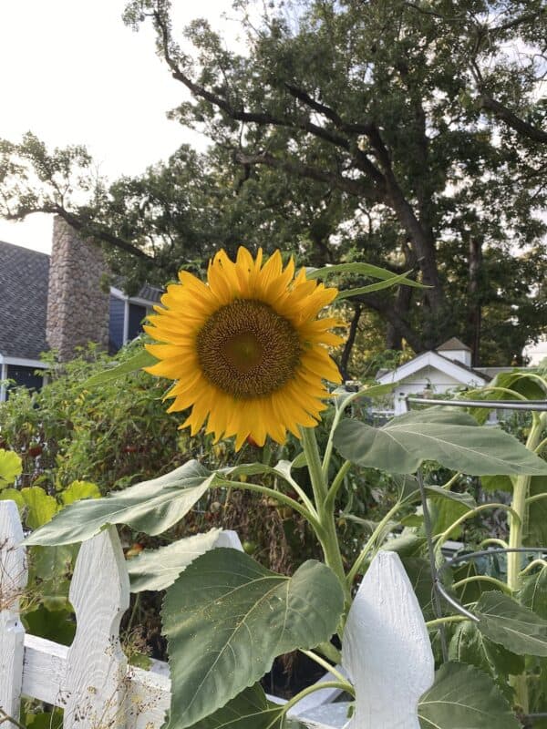 Beautiful Sunflower in the vegetable garden with the house in the background