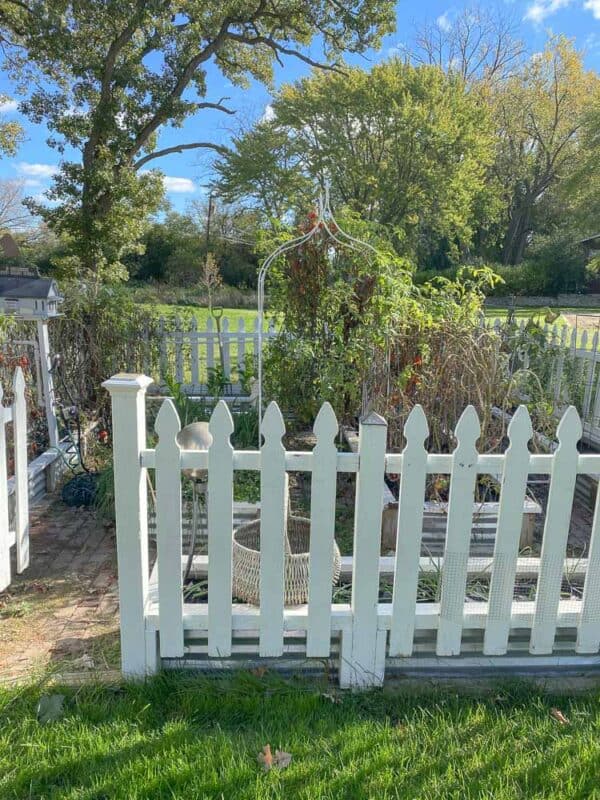 Vegetable Garden in late fall when the plants are dying back. Garden is surrounded by a white picket fence