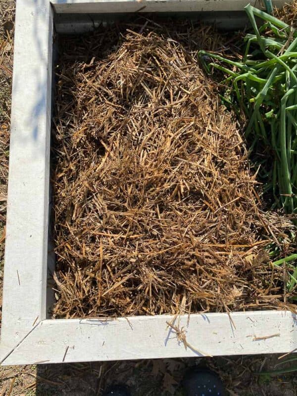 raised bed in garden with straw covering the garlic that I planted