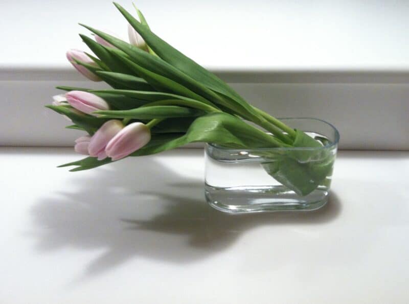 pink tulips in glass vase on white countertop