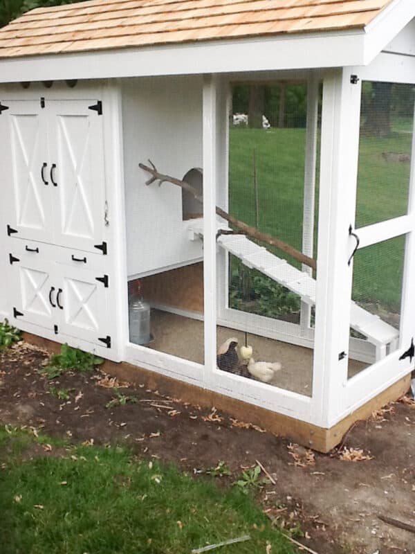 view of our newly built coop with the chickens in it for the first time.