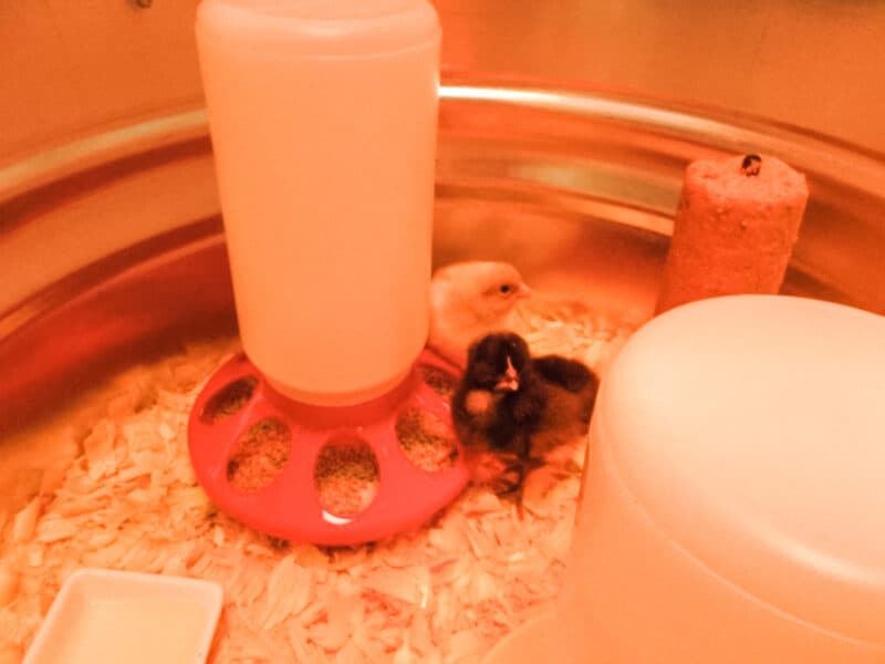 brand new baby chicks in the galvanized bucket in our laundry room huddling under a heat lamp