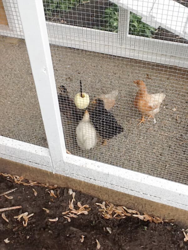 chicks old enough to be outside and live in the coop