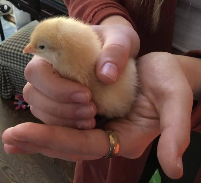 Baby chick just a few days old being held