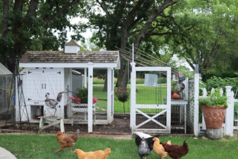 picture of our chicken coop with the chickens out in the yard free-ranging