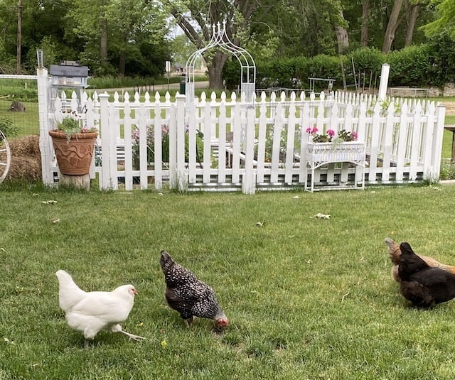 Our chickens free-ranging in our back yard with the vegetable garden, surrounded by a white picket fence in the background