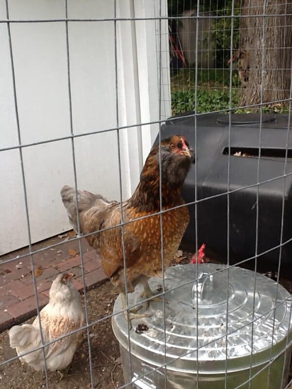 Two of our chickens looking out from the chicken coop yard