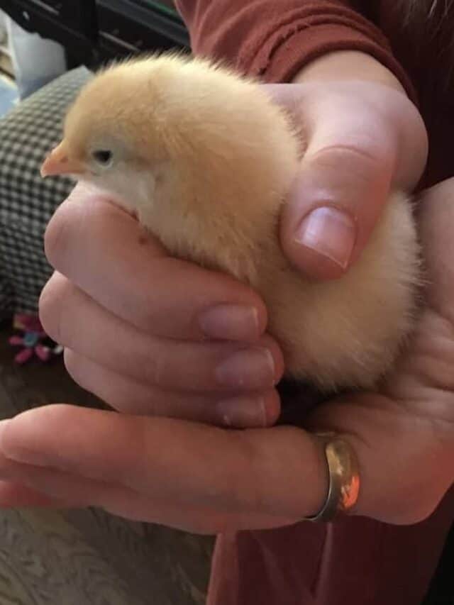 Raising Backyard Chickens