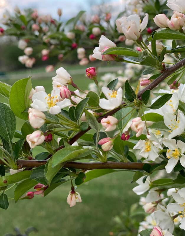 cherry tree blossoms in spring