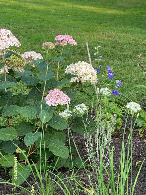 a picture of my perennial garden with hydrangeas