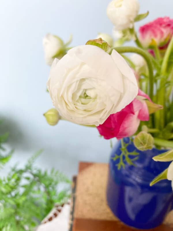 portrait picture of a ranunculus flower