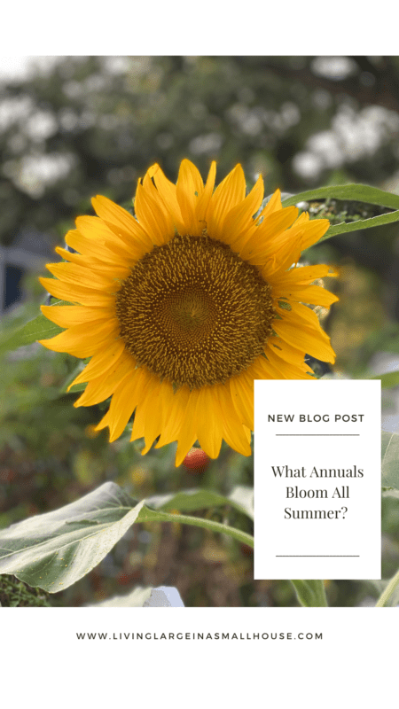 pinterest graphic with a picture of a sunflower and an overlay that reads "What annuals bloom all summer?"