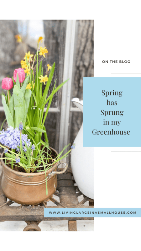 pinterest graphic with a picture of tulips and daffodils with an overlay that reads "Spring has sprung in my greenhouse"
