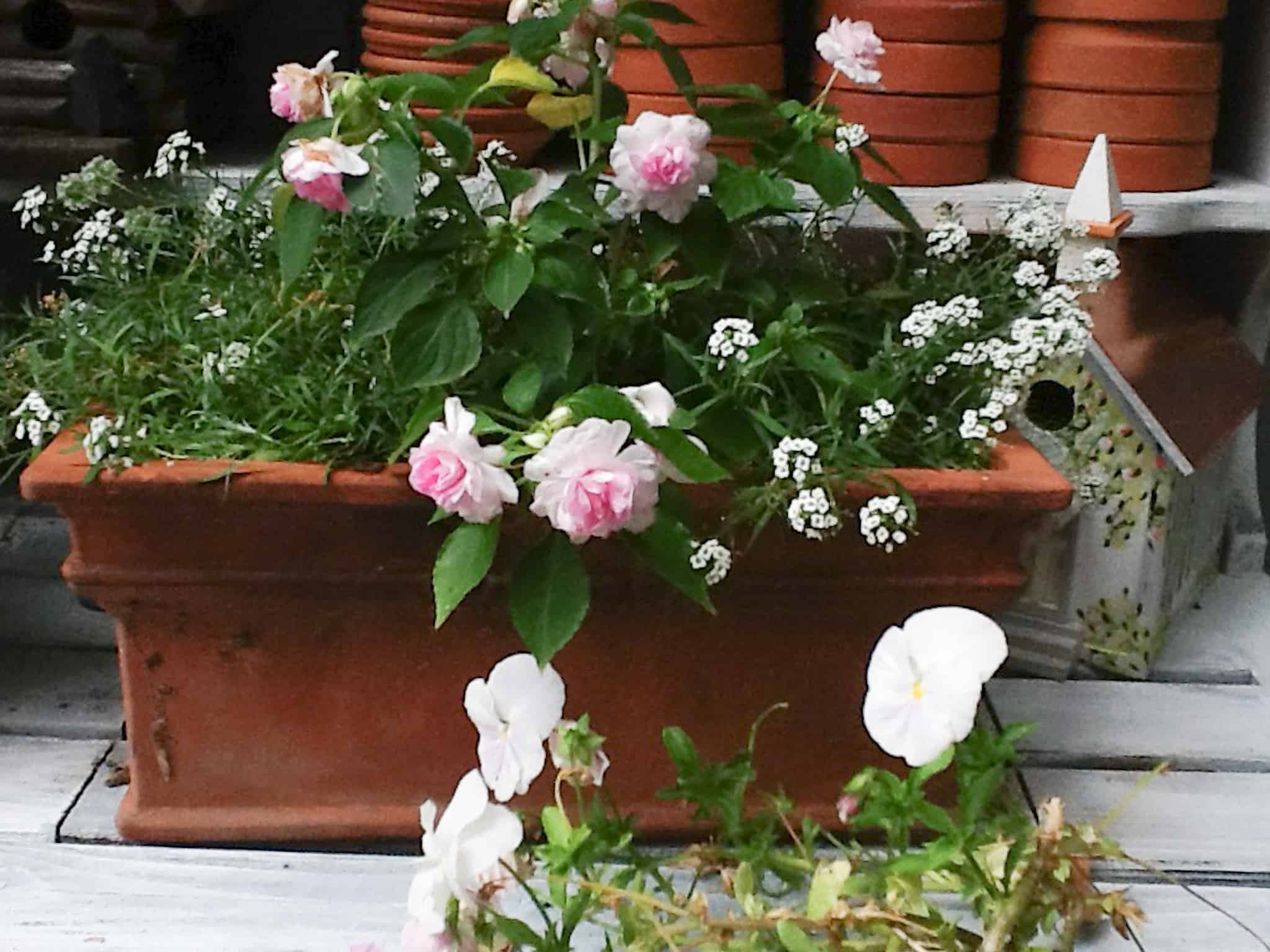 a terra cotta planter with light pink double impatiens with white alyssum. Both are flowers that I use plenty of in my garden